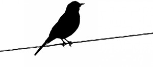 birdwire-1560x690_c